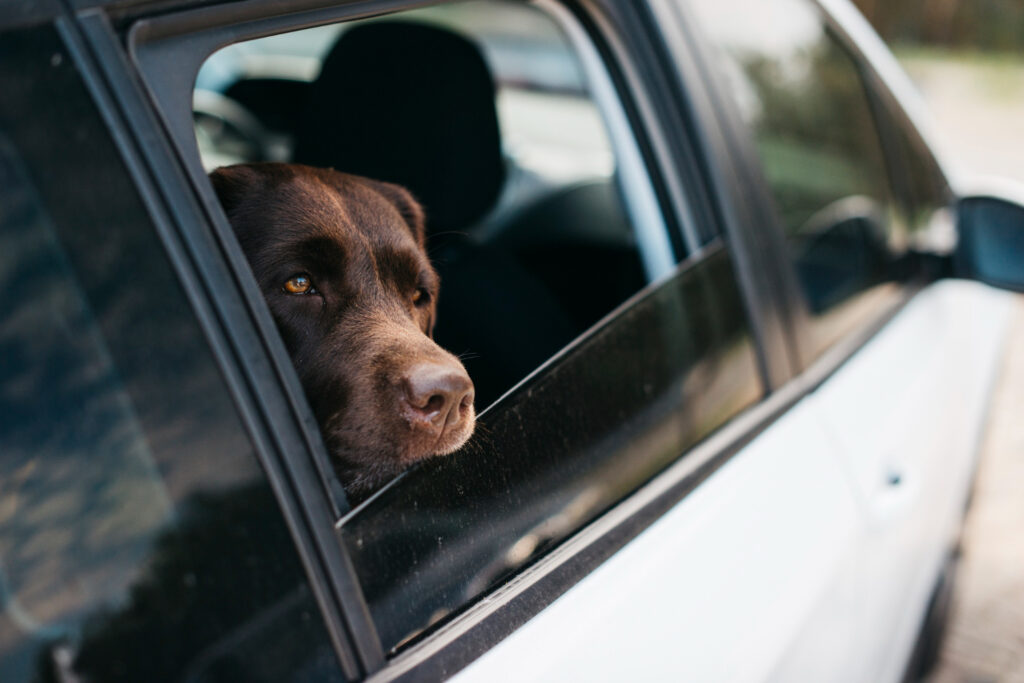 cachorro-preto-grande-no-carro